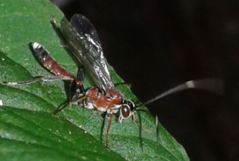 Ichneumonidae da ID 5